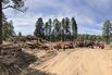 Arizona Lumber Firm Billed as Sustainable Goes Bankrupt