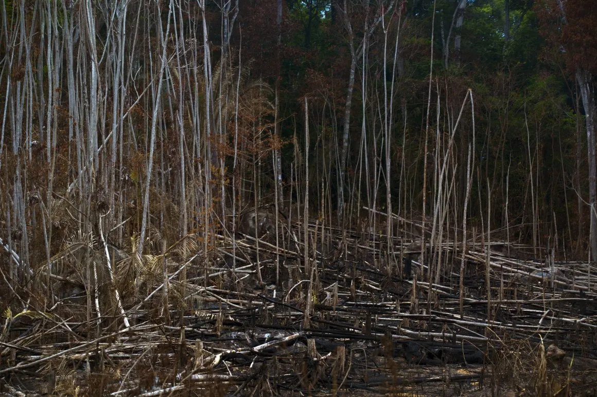 A section of burnt forest stands in the Amazonian state of Para.