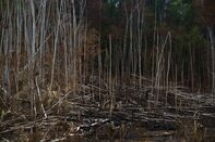 Logging Operations As Government Says Amazon Deforestation Slowing