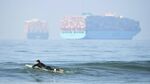 A surfer waits for waves at Huntington Beach as container ships wait offshore.