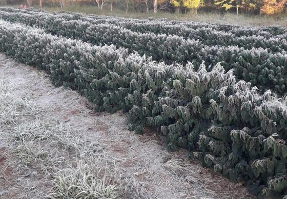 Farmers Take on ‘Post-Apocalyptic’ Food Crisis