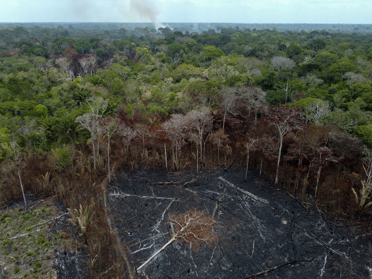 Brazil’s Development Bank Will Make New Loans to Companies Restoring Native Forests
