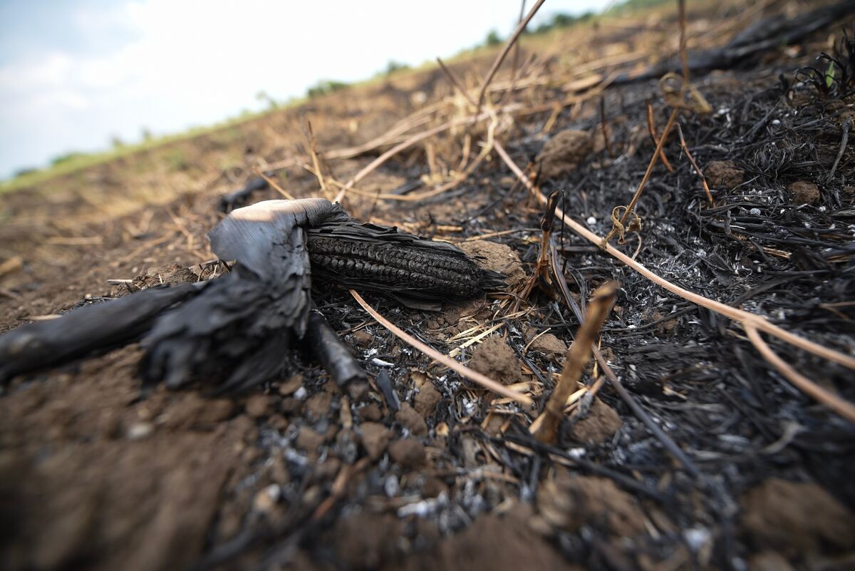bloomberg.com - Agnieszka de Sousa - Hedge Fund Eyes Crop Disruption as Super El Ni&ntilde;o Looms