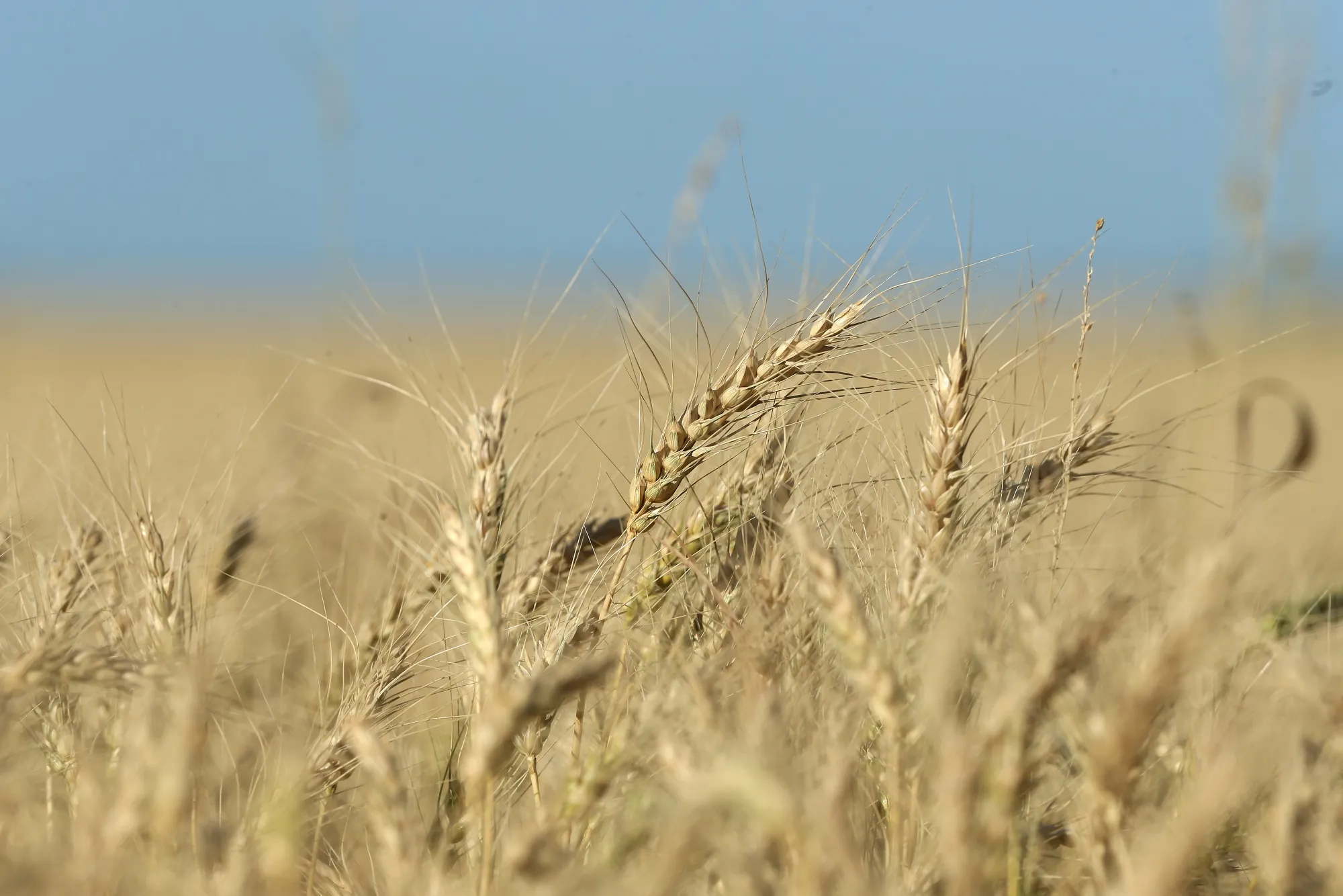 Bin-Busting Harvest In Canada Seen Adding To Global Wheat Supply