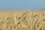 Bin-Busting Harvest In Canada Seen Adding To Global Wheat Supply