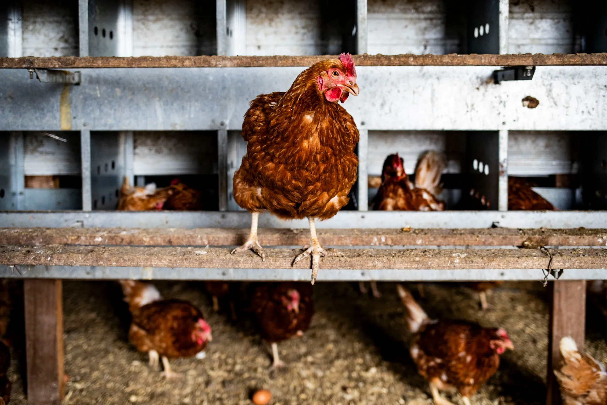 An ISA Brown chicken after laying eggs at an egg farm in Mason, Michigan.