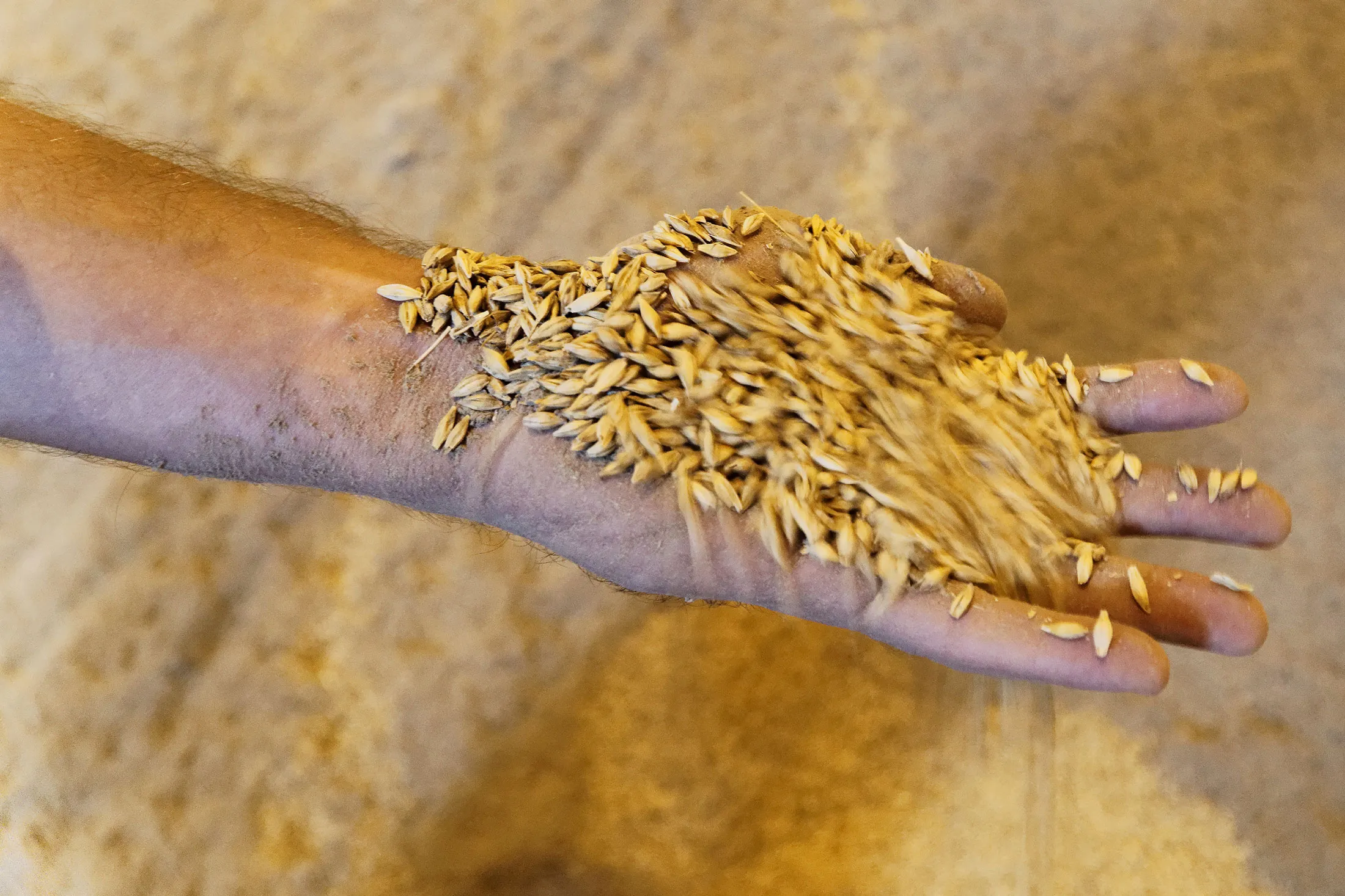 A worker inspects wheat at Nikolaev port in Nikolaev, Ukraine.
