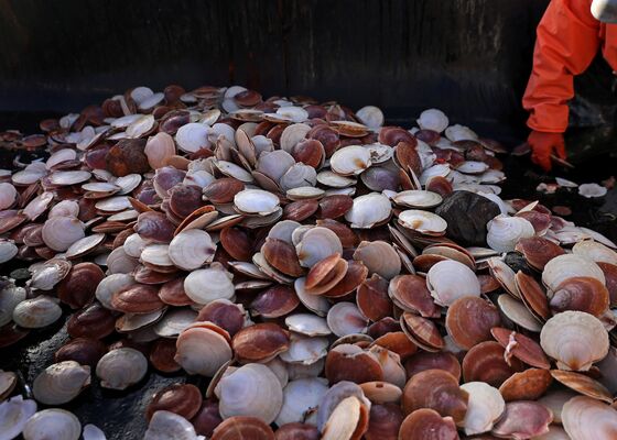 New York’s Prized Sea Scallop Faces Off Against Offshore Wind
