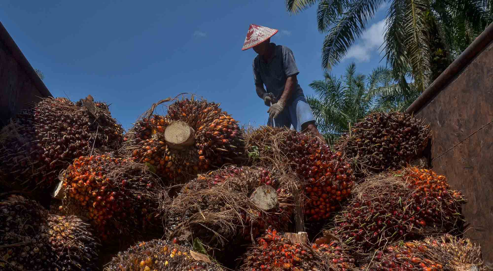 Palm Oil Falls As Traders Weigh Prospects For Weakening Demand - Bloomberg