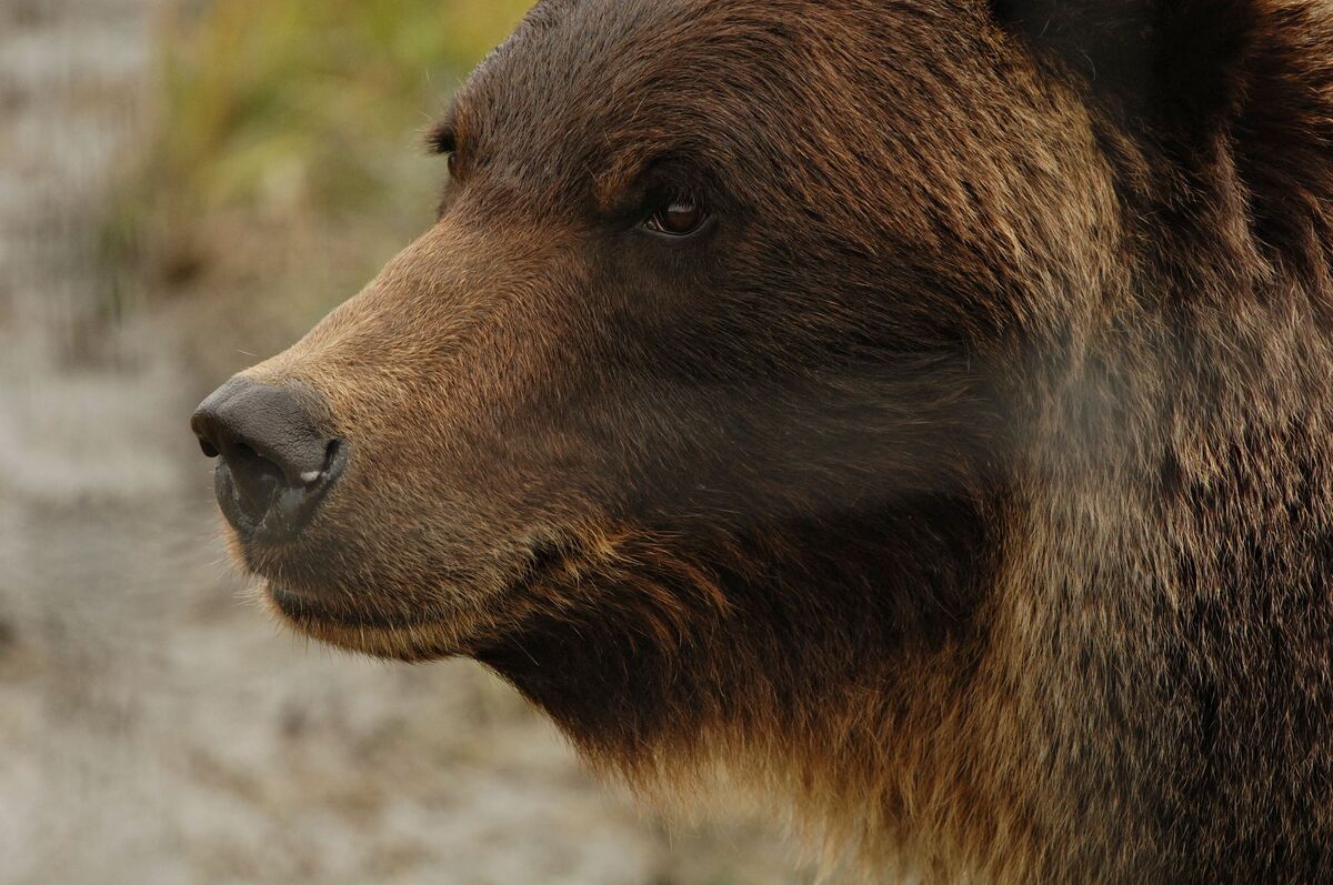 bloomberg.com - David Rovella - Bear-Market Signals Seen to Be Multiplying