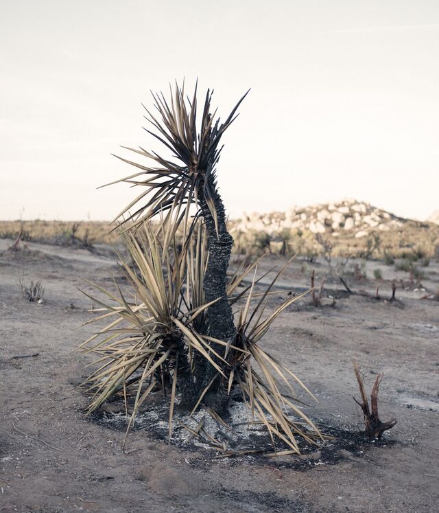 A palm tree with signs of burning in a desert. 