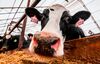 relates to Cows Get Own Tinder-Style App for Breeding