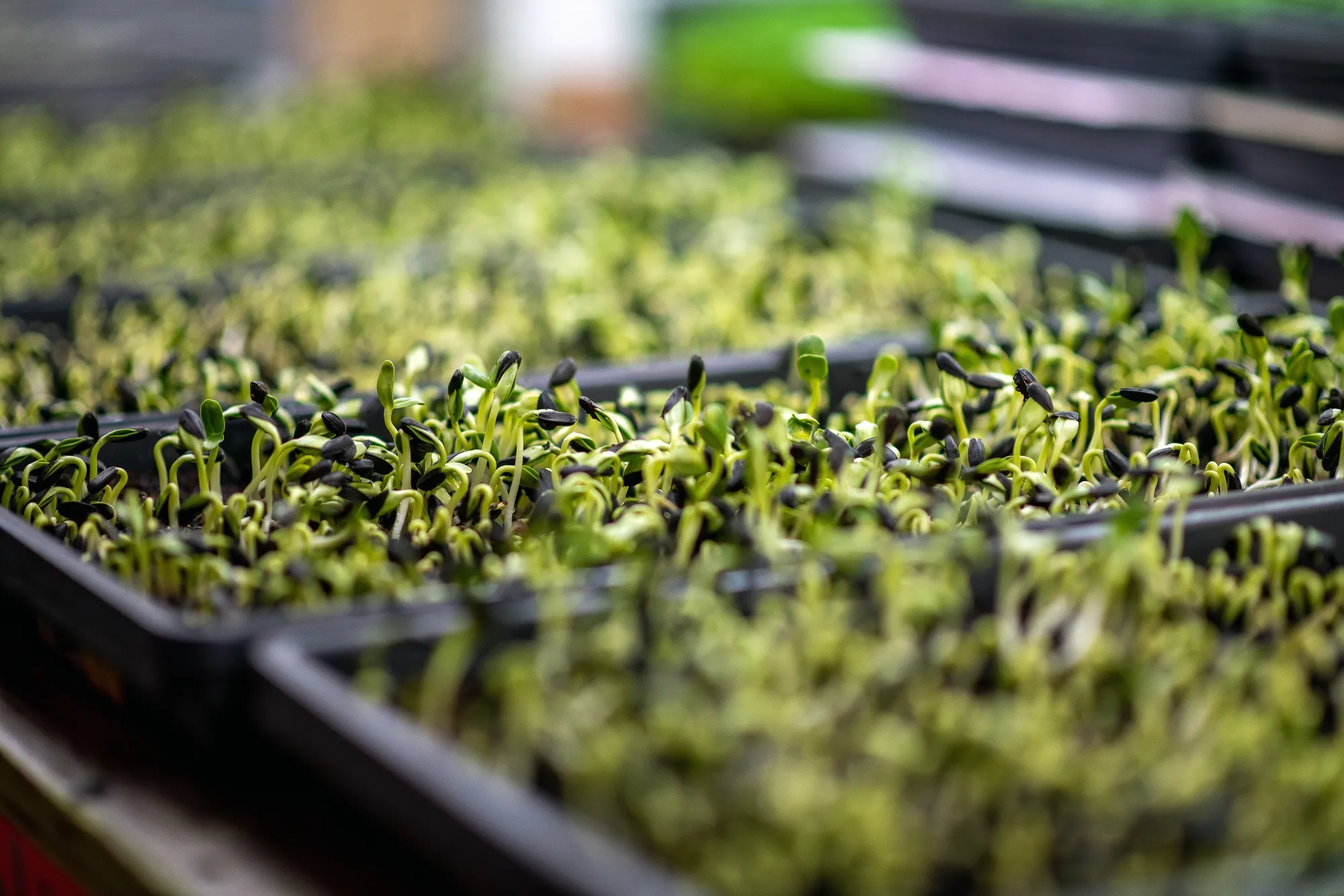 Trays of microgreens&nbsp; in a vertical farm