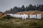 Disposal of dead mink in a military area near Holstebro, Denmark on Nov. 9.