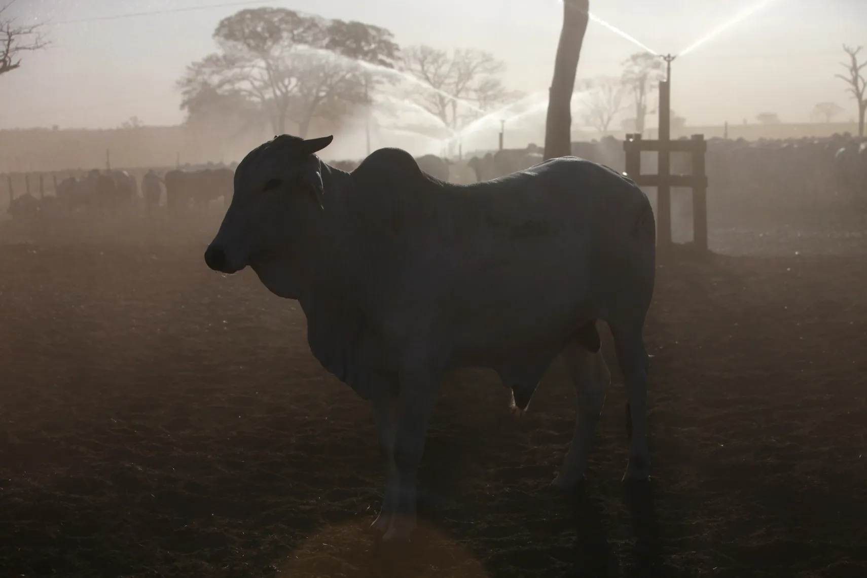 Cattle owned by Brazilian beef producer Minerva SA graze on a ranch operated by Cia Agropecuaria Monte Alegre (CMA) in Barretos, Brazil, on Tuesday, Aug. 21, 2012. Minerva SA sees a “strong” increase in beef prices in the coming quarters, Fabiano Tito Rosa, the company’s head of research, told reporters in Barretos on Tuesday.