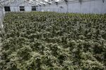Cannabis plants in a growing facility.