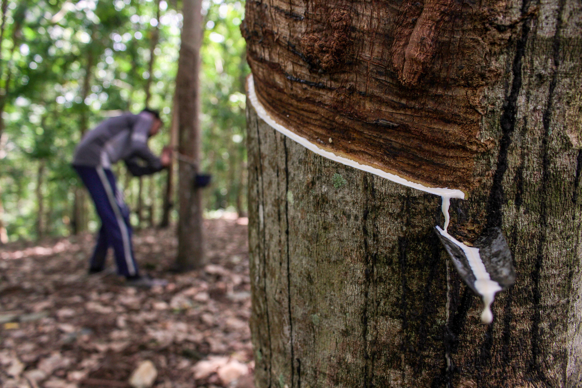 A worker taps rubber trees in one of the community