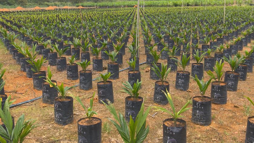 Short And Skinny Oil Palms to Boost World’s Most-Used Edible Oil ...