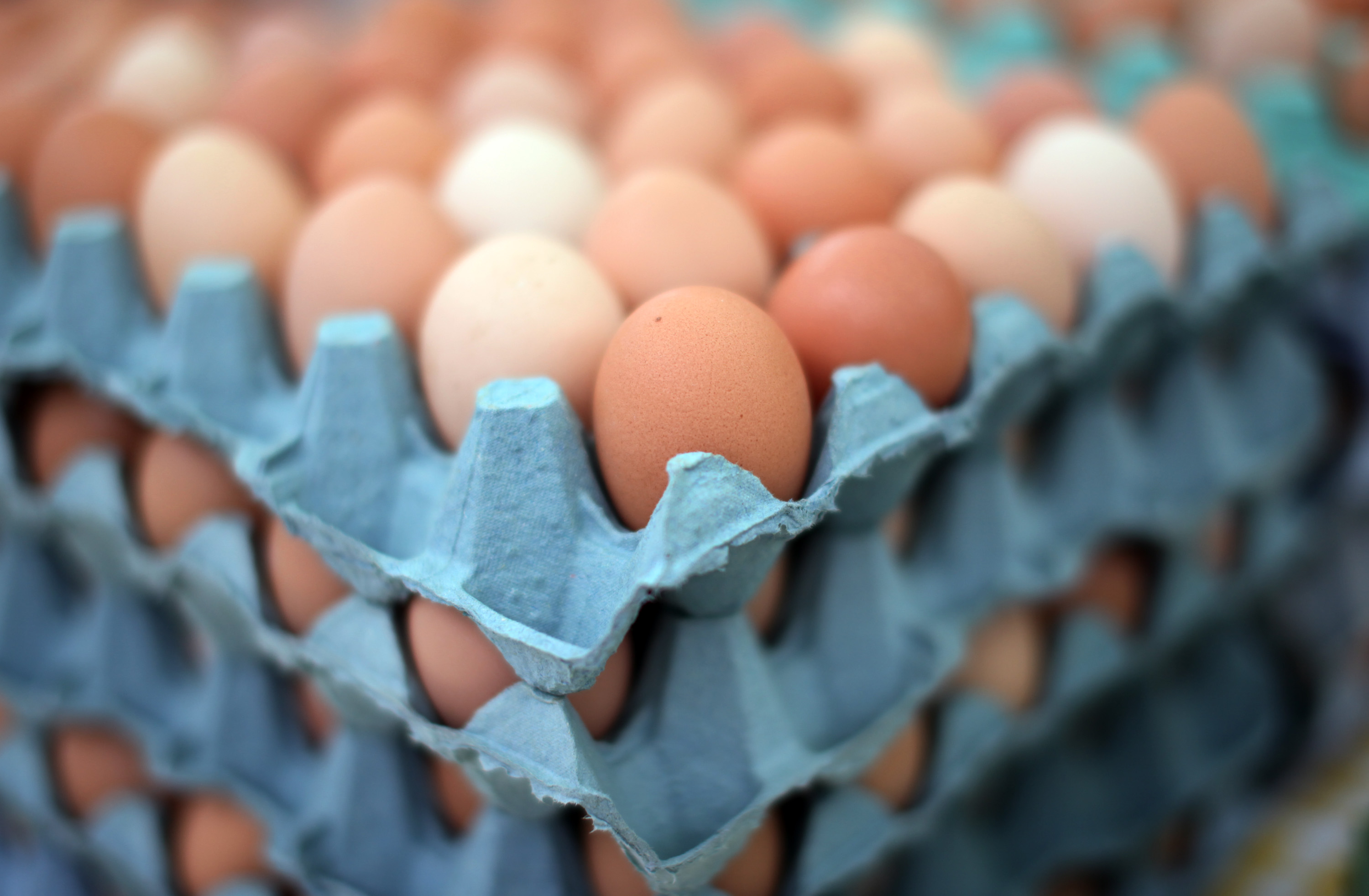 Bird Flu in US Egg Prices Expected to Rise 21 Bloomberg