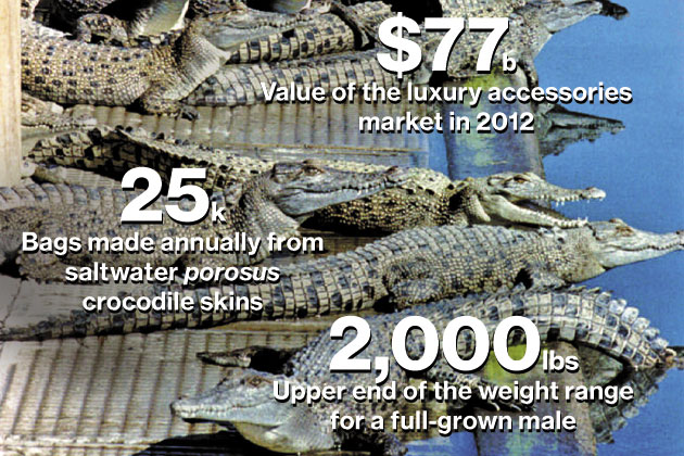 Do You Know What Happens to Crocodiles for Celebs' Exotic Bags? 