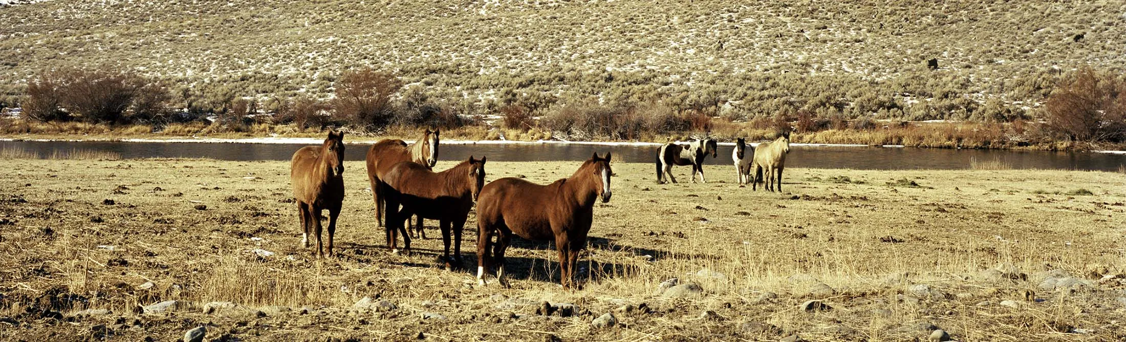Friendly horses, off Route 93 in Idaho.