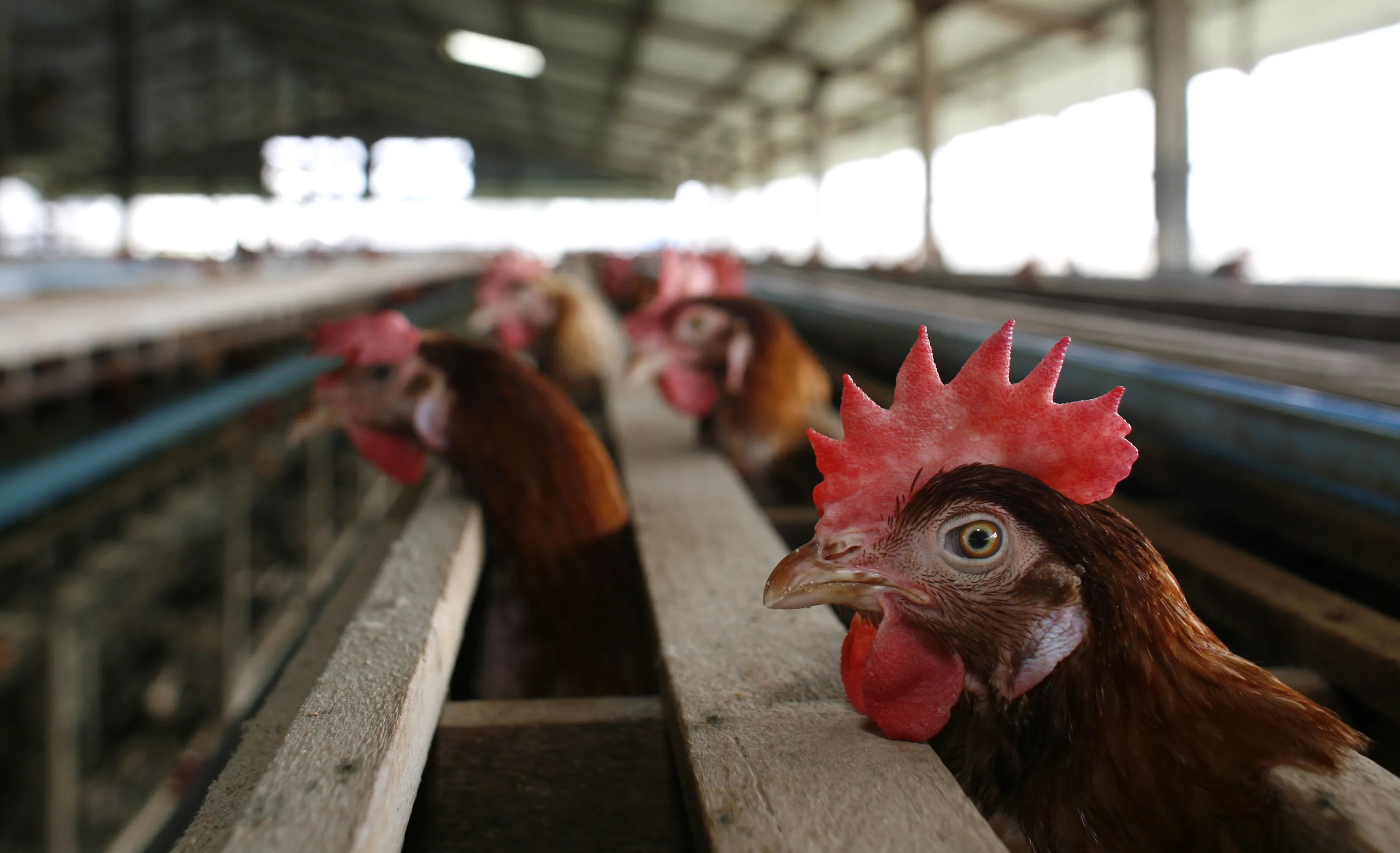 A chicken peers out from a cage in Suphanburi, Thailand.&nbsp;
