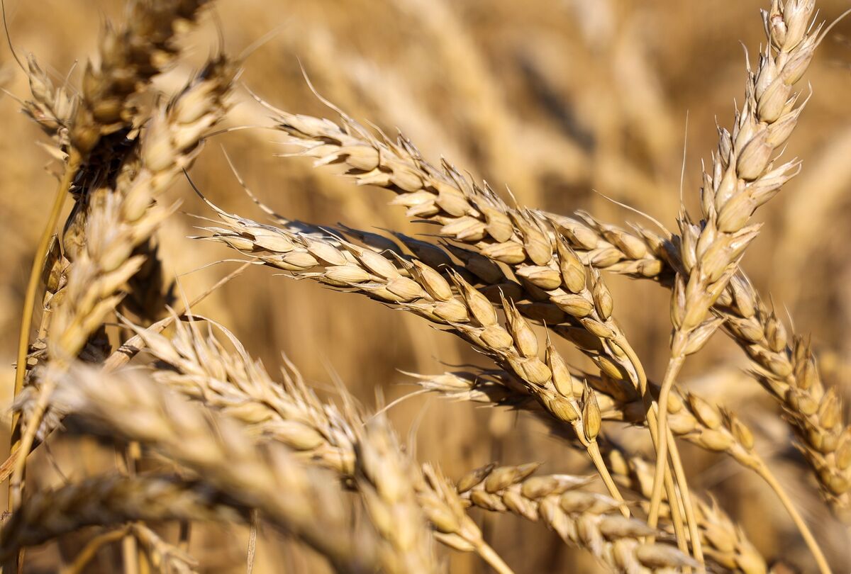 What is stripe rust in wheat фото 93