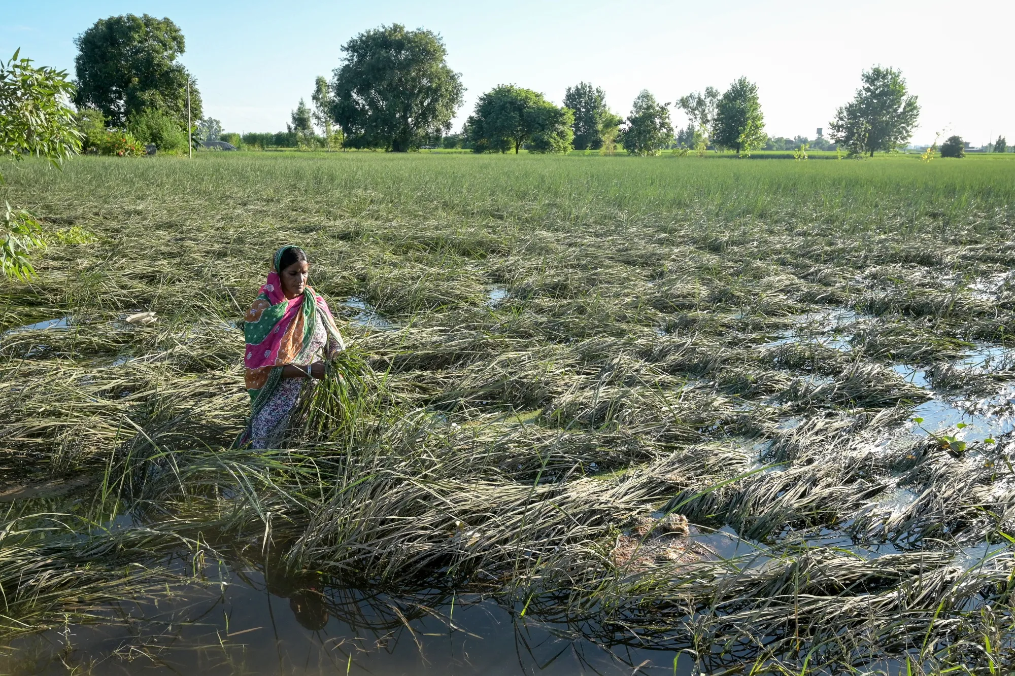 Paddy crops submerged in floodwaters&nbsp;near Ajnala, India.