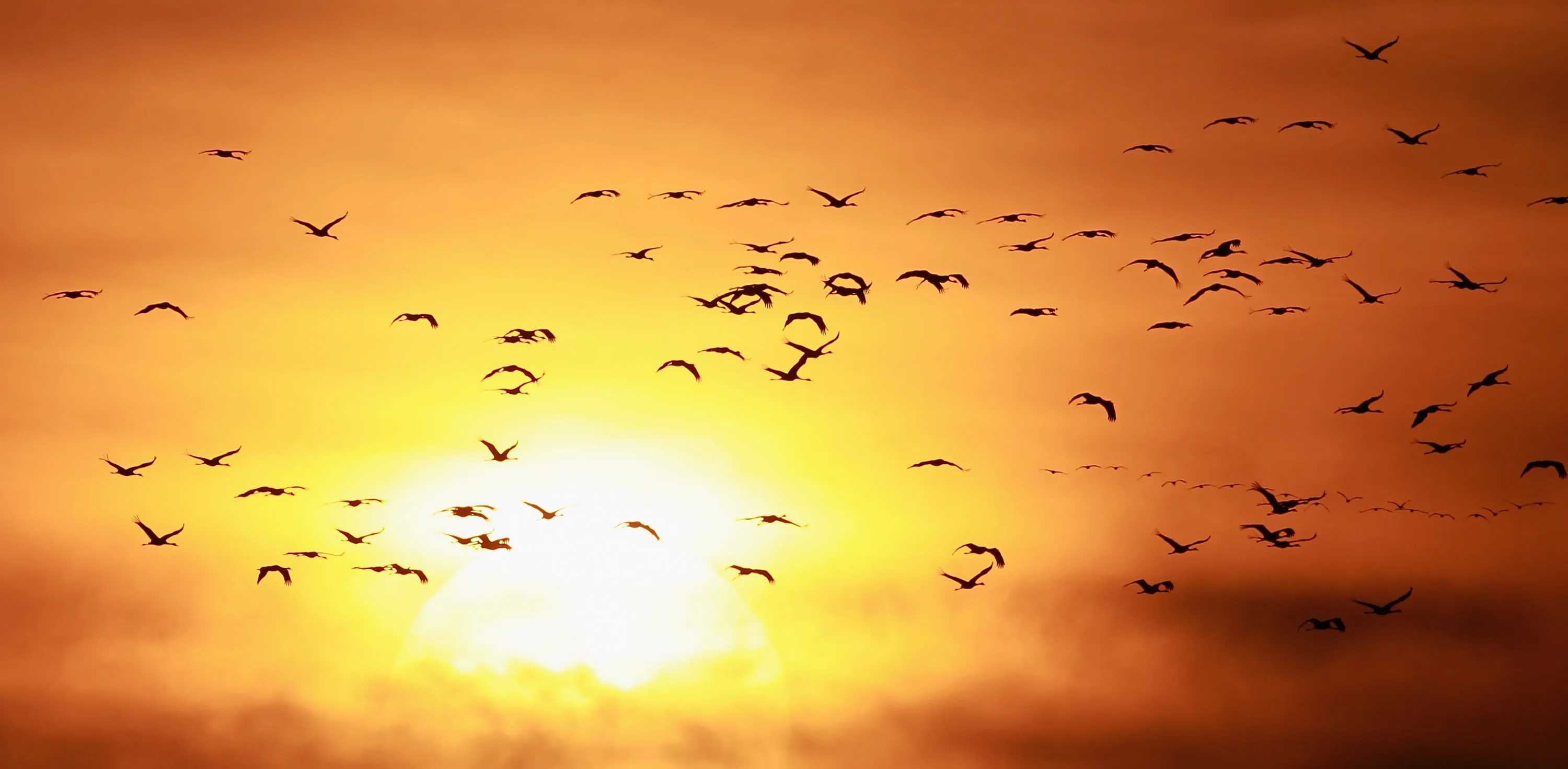 European Cranes Migrate South