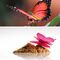 Butterfly (2007)
