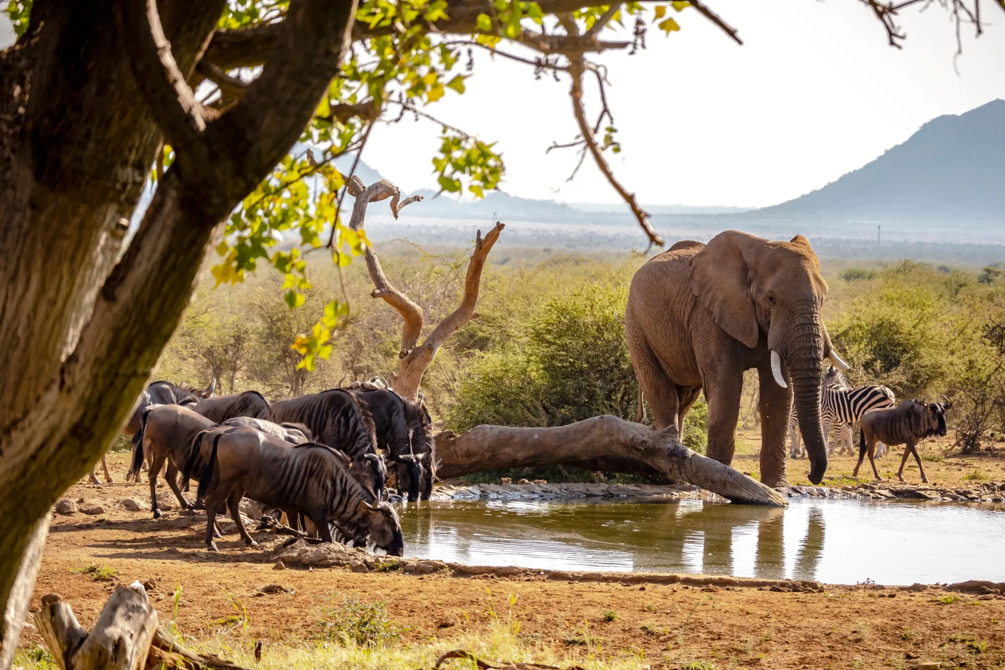 Wildebeest, elephant, and zebra all at a waterhole in South Africa.