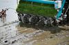 Farmers Plant Rice In Paddies As Planting Season Begins