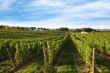 Rows of grapes at the Tawse Winery vineyard.