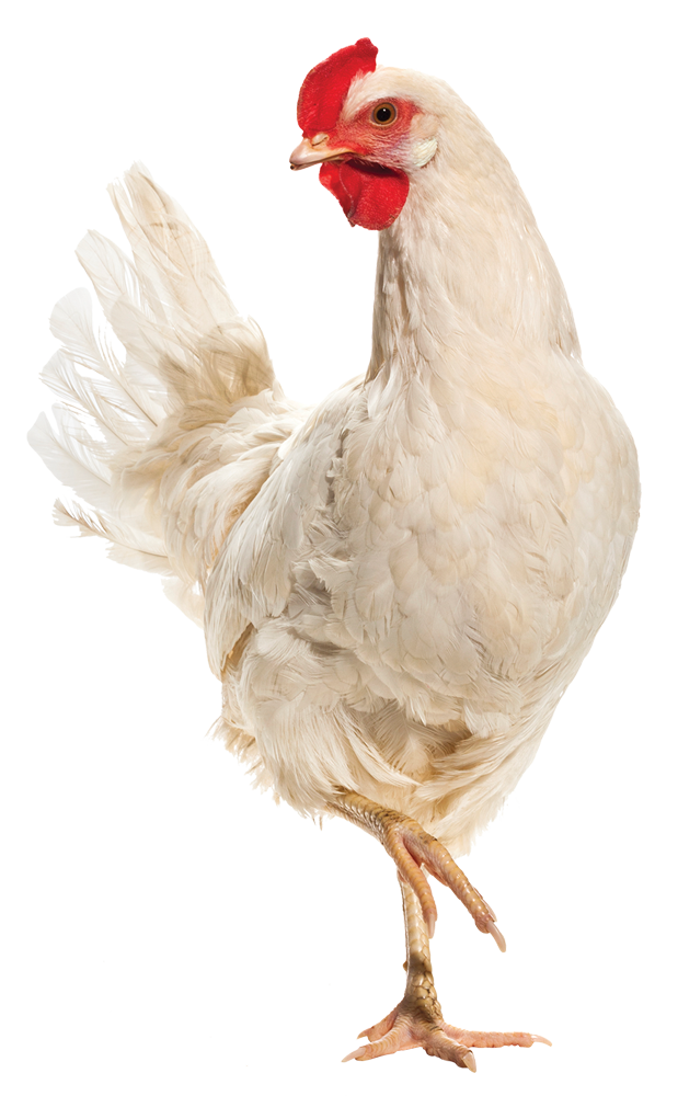 Is the US chicken industry cheating its farmers?, Environment