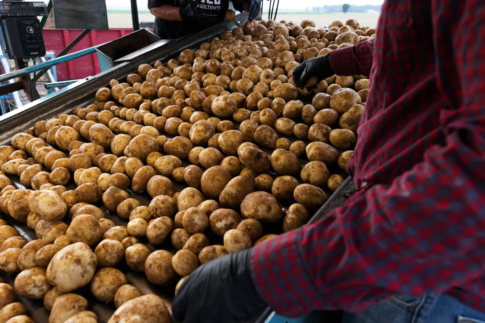 A Potato Harvest As Production Expected To Drop Amid Extreme Climate 