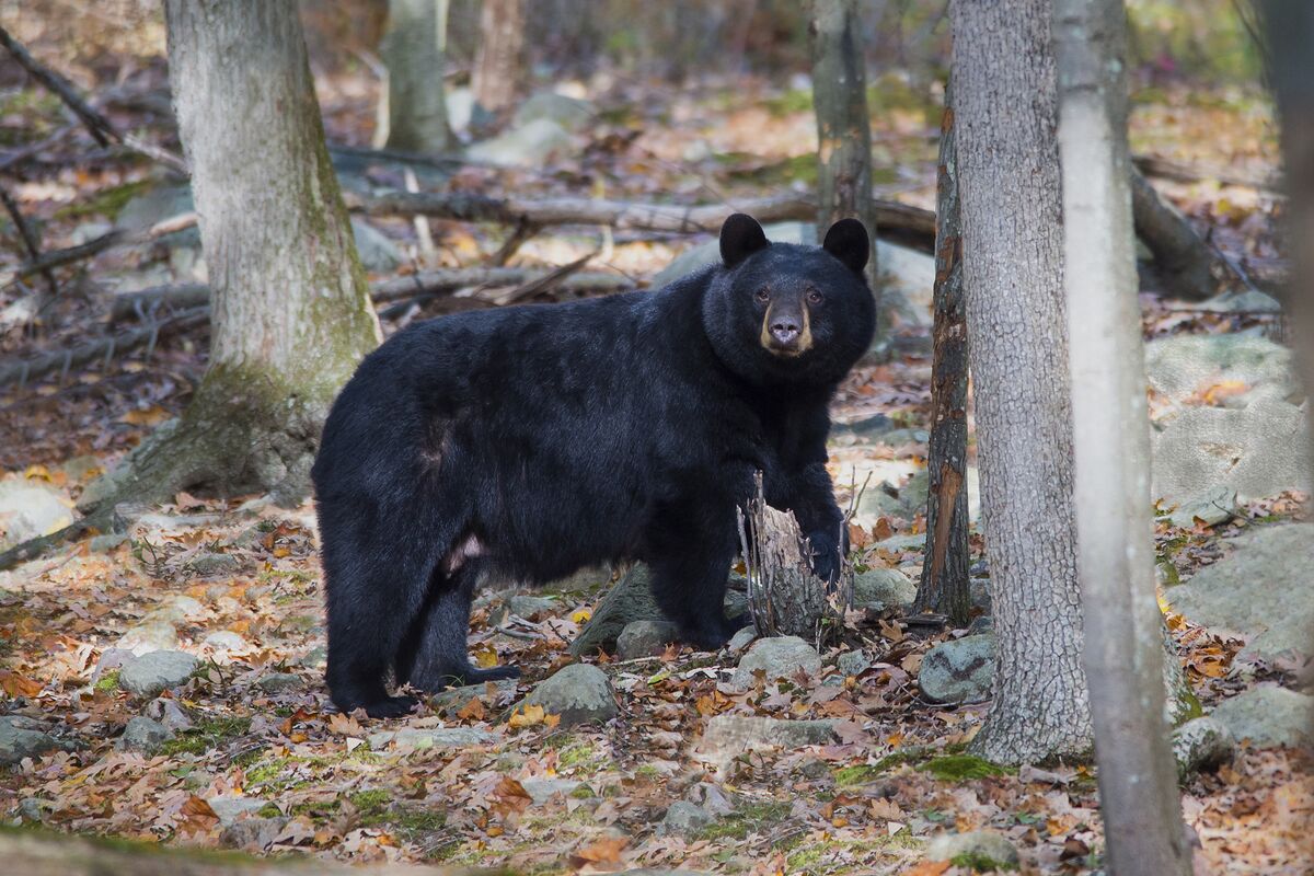New Jersey Poised To Resume Bear Hunting After Run Ins Surge Bloomberg