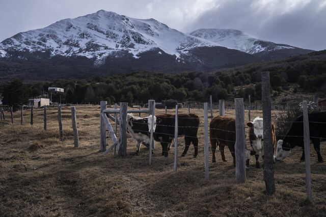 Cattle graze in front of snow capped mountains in Ushuaia. 
