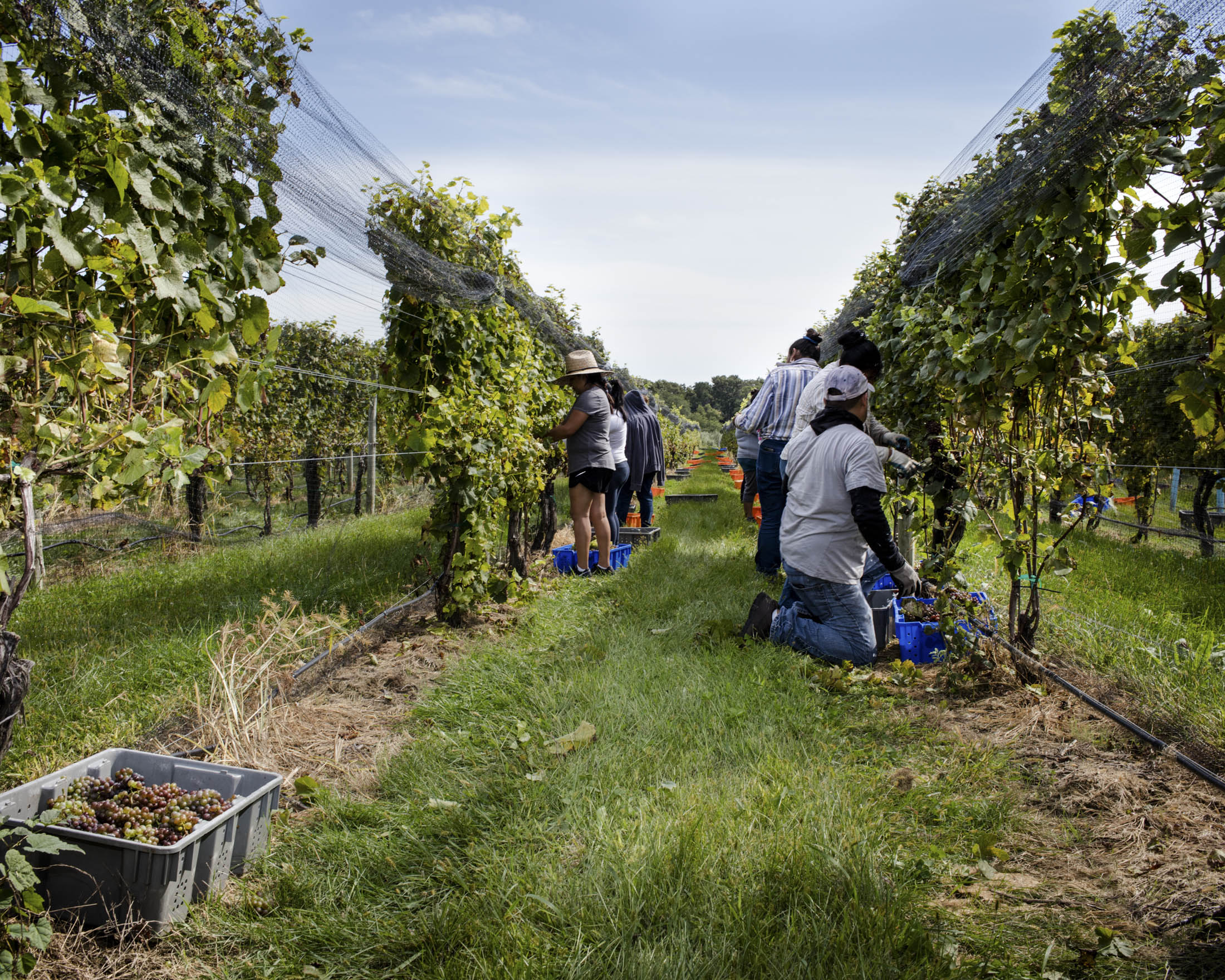 Best American Sparkling Wines: Champagne, Pet-Nat, White, Rose - Bloomberg