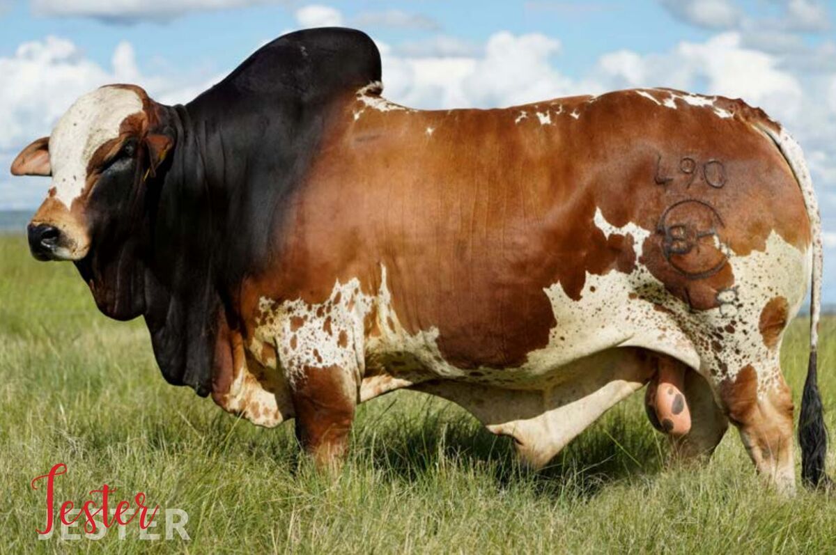 Ramaphosas Ntaba Nyoni Cattle Farm Pays For Bull Named Jester