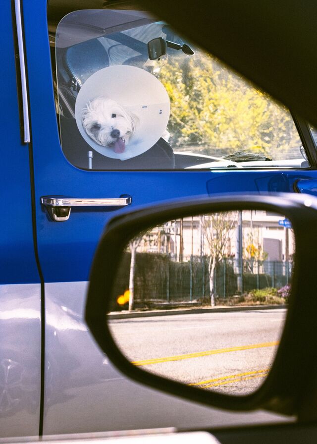 Mini doodle in a cone looks out the passenger window of a vehicle on Rodeo Drive in Los Angeles