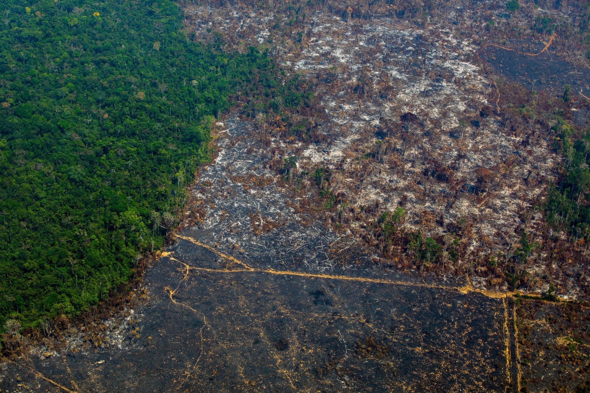 Deforestation during Bolsanaro’s presidency has risen to a level not seen in over a decade.