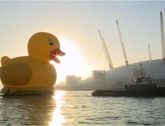 relates to Humongous Swollen Duckling Paddles Down the Thames