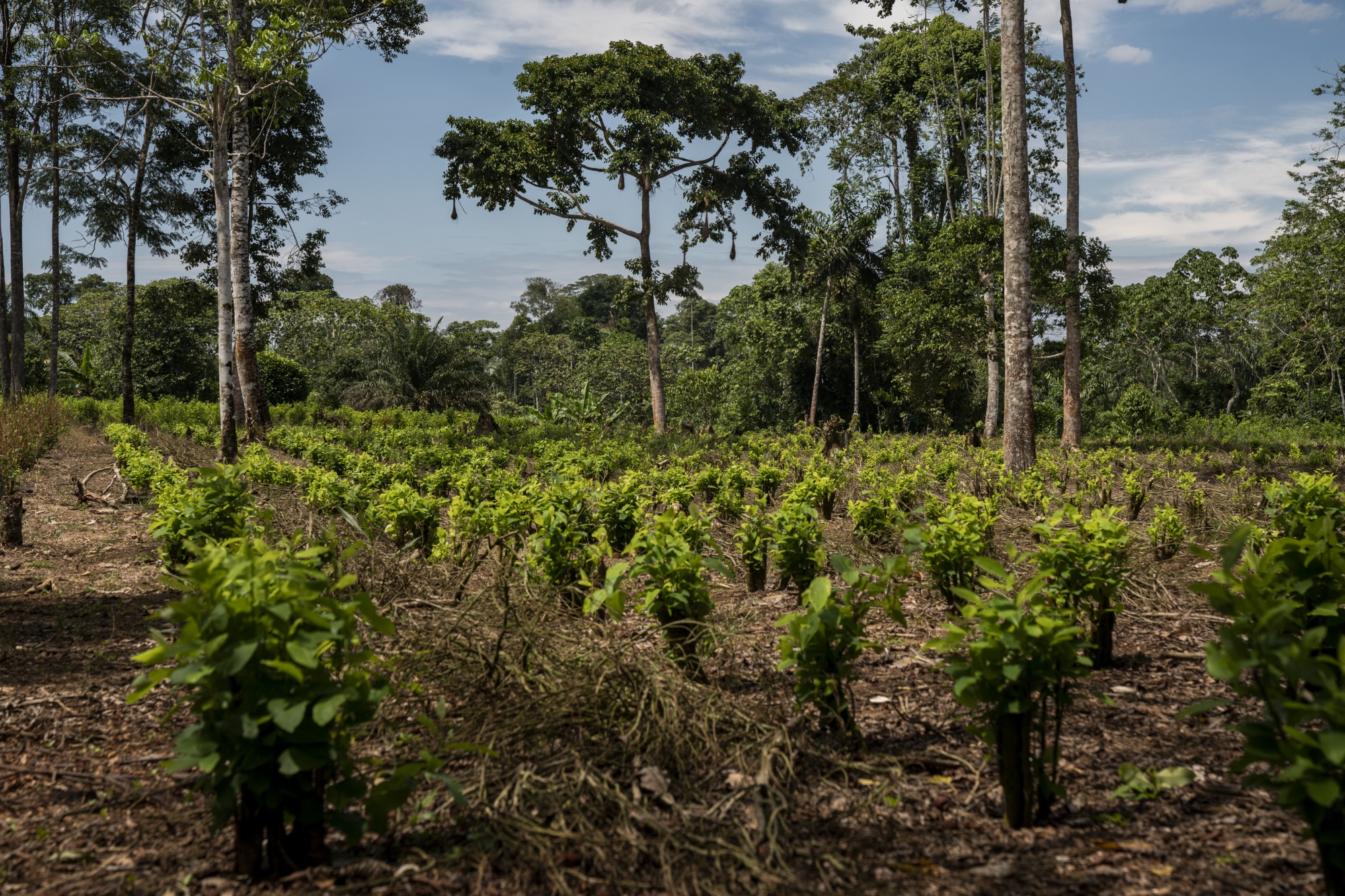 Colombia Paró Por Completo Erradicación Cultivos Coca En Enero - Bloomberg