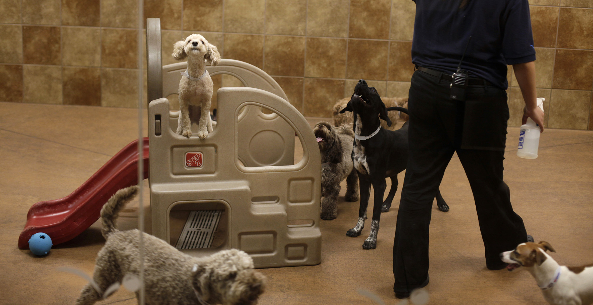 Amid PetSmart deaths, how to keep dogs safe at the groomer