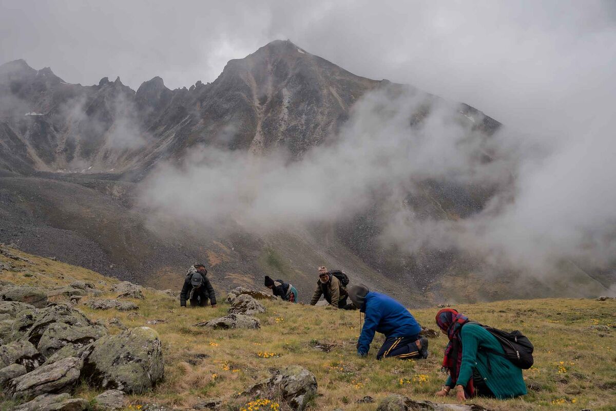 Cordyceps for Hiking And Mountaineering: Real-World Altitude Benefits 