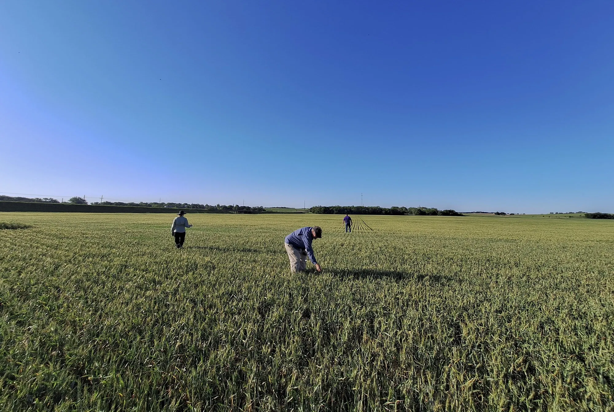 Crop scouts taking measurements in a wheat field in Kansas this week.