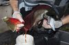 A person wearing gloves has one hand inside the mouth of a dead salmon while the other hand is pressing on its tail end as roe squirt out like a string of amber pearls into a white container.