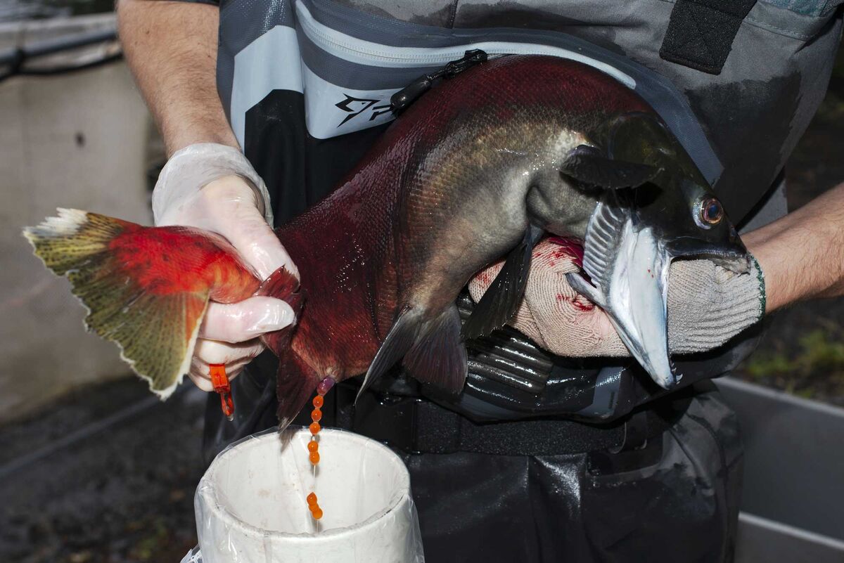 Red Alert for America's Wild Arctic Fishery in Alaska