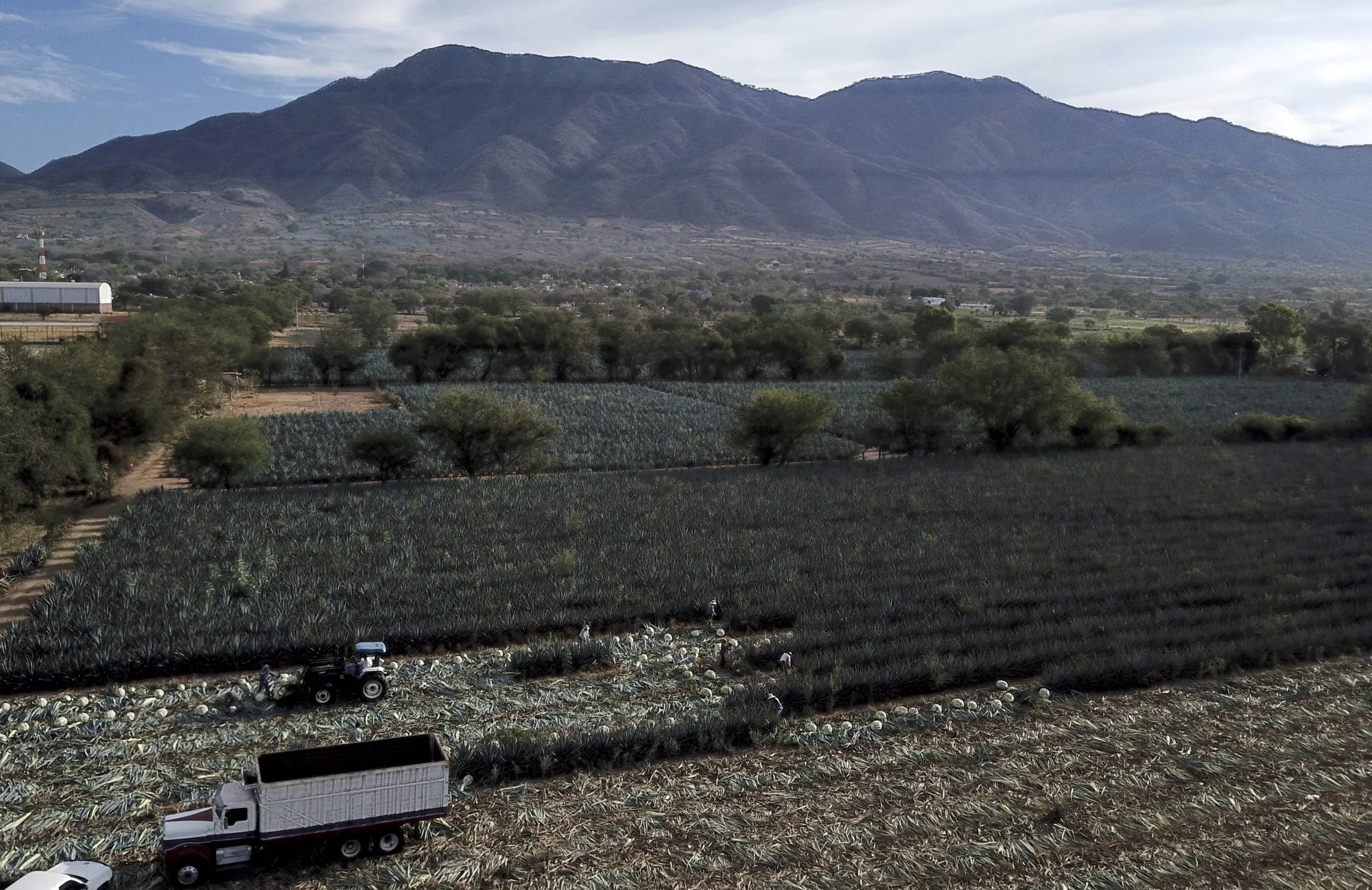 An agave plantation in Tequila, Mexico, in 2024.