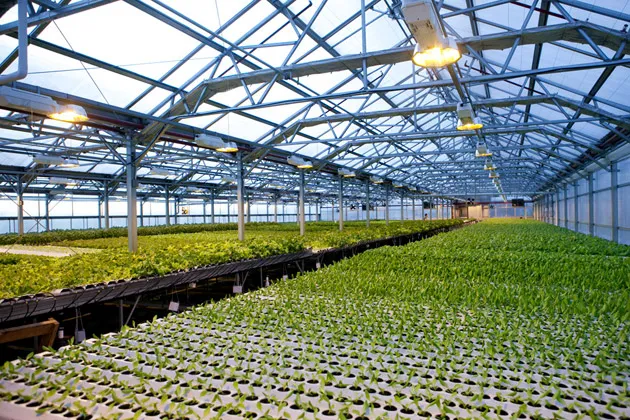 Gotham Greens' climate-controlled greenhouse, on top of a warehouse in Greenpoint, Brooklyn